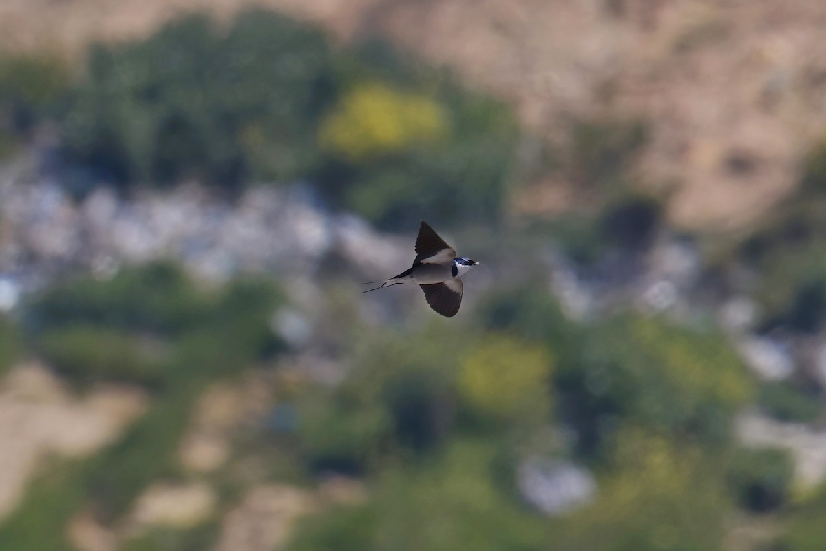 White-throated Swallow - Marcin Sidelnik