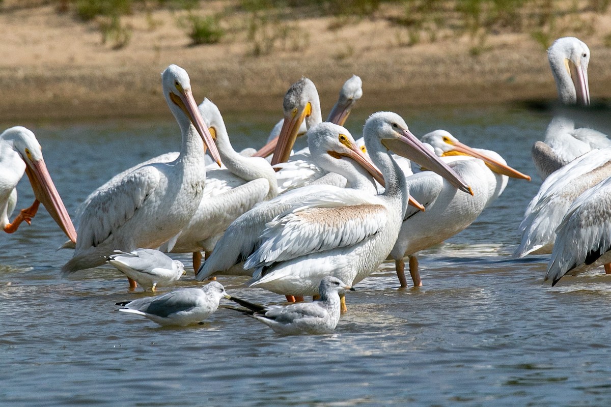 American White Pelican - ML623883595