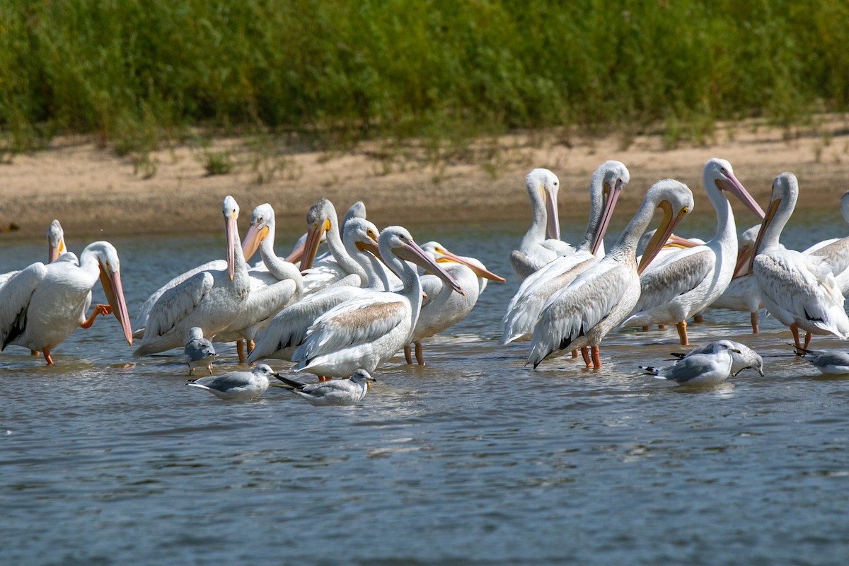 American White Pelican - ML623883597