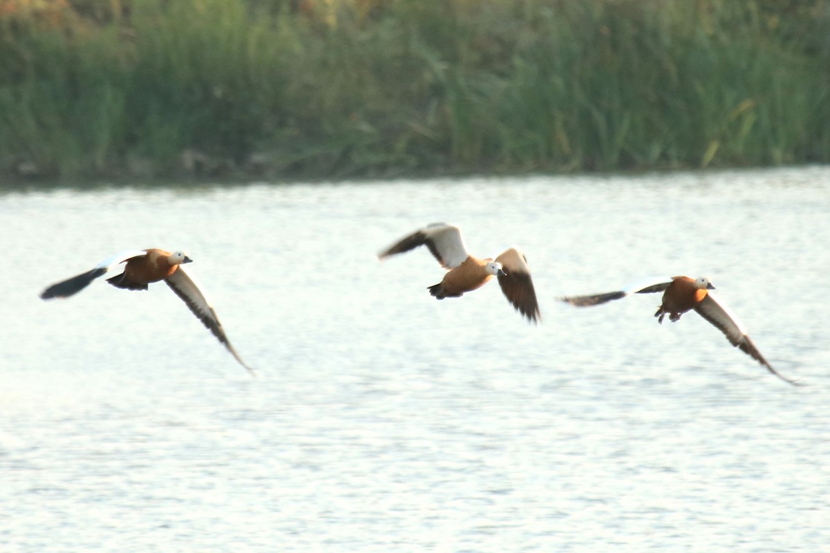 Ruddy Shelduck - ML623883604