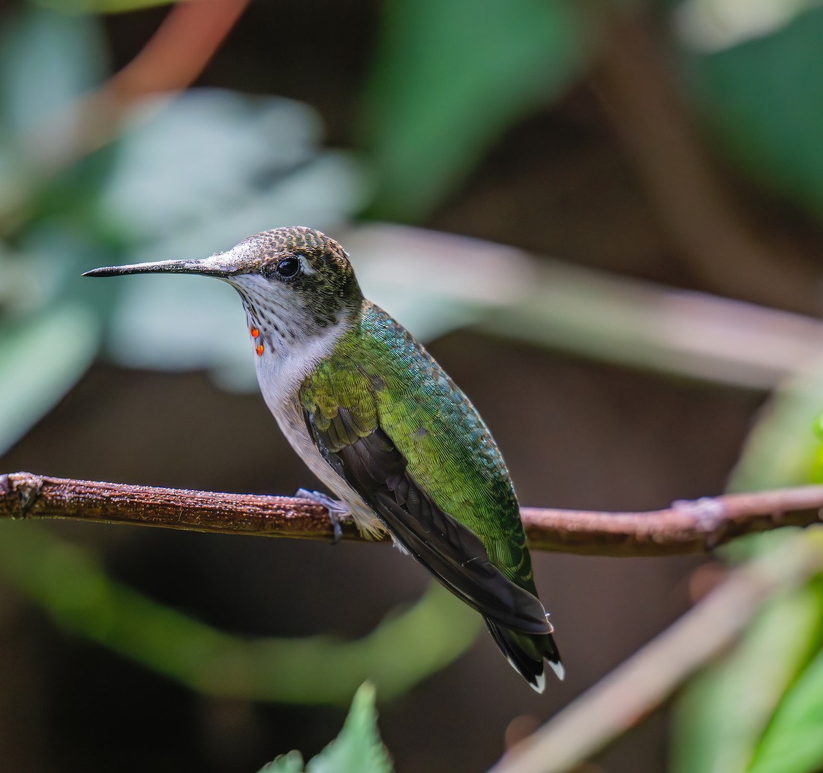 Ruby-throated Hummingbird - ML623883606