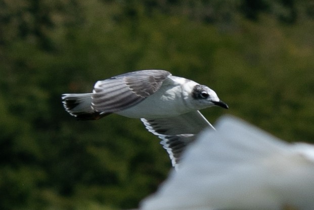 Franklin's Gull - ML623883609