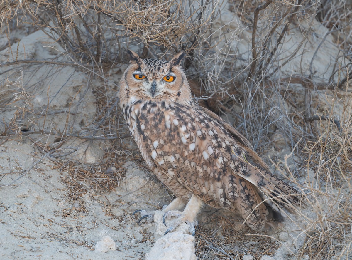 Pharaoh Eagle-Owl - ML623883610