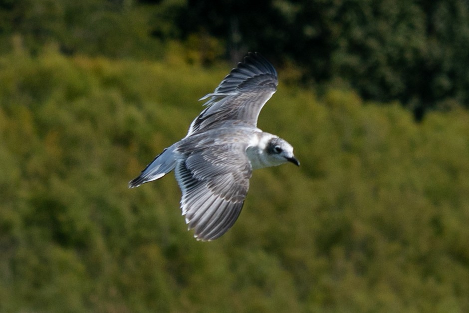 Franklin's Gull - ML623883622