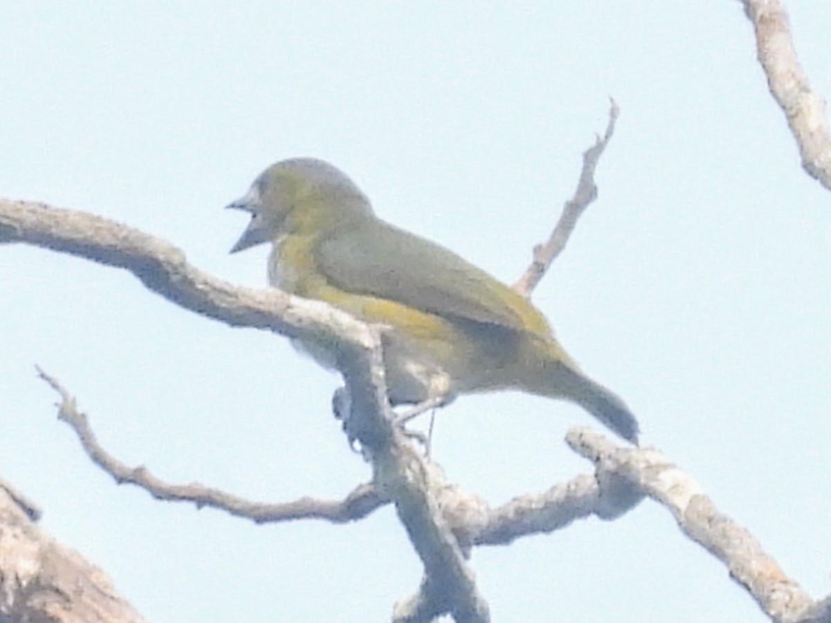 Golden-bellied Euphonia - Lisa Schibley