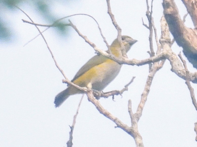 Golden-bellied Euphonia - ML623883628