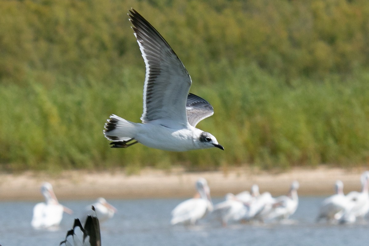 Franklin's Gull - Amy Lynch