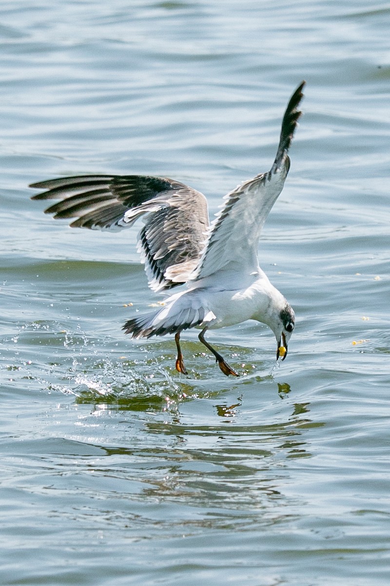 Franklin's Gull - ML623883638