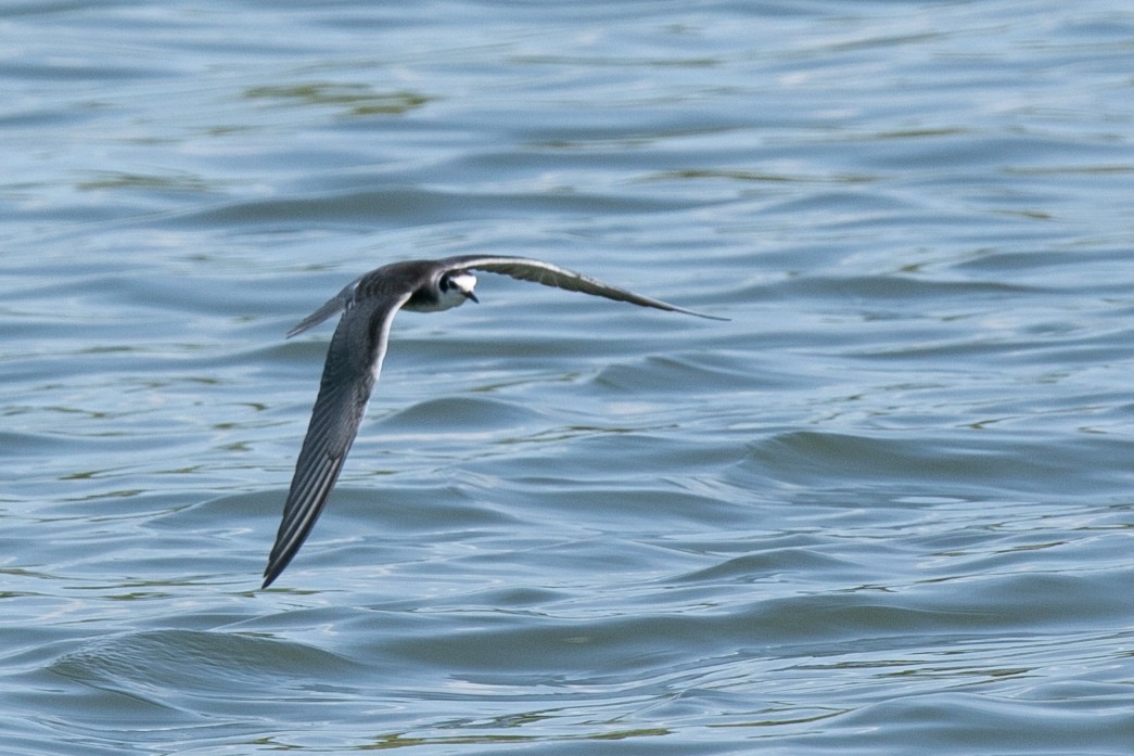 Black Tern - ML623883648