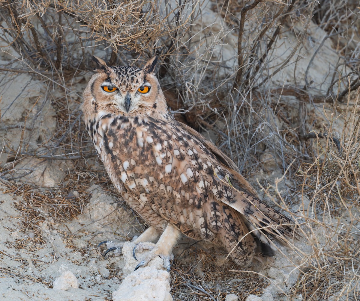 Pharaoh Eagle-Owl - ML623883650