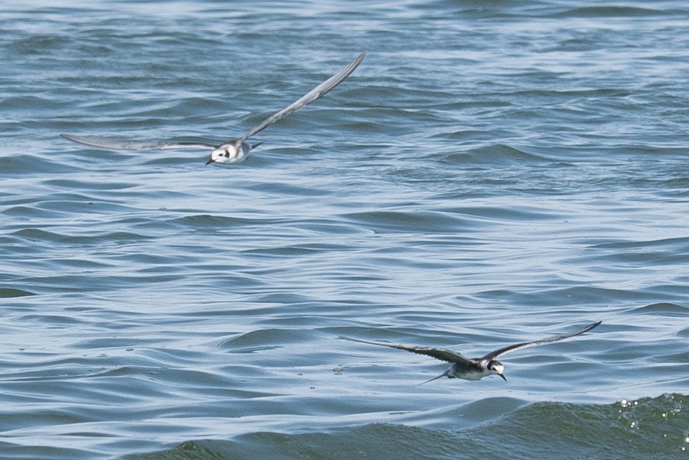 黑浮鷗 - ML623883654