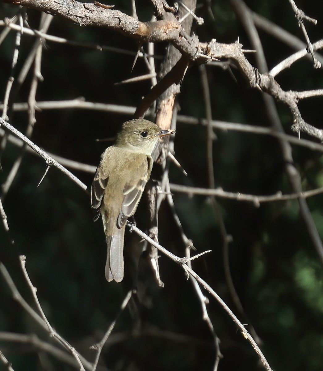 Willow Flycatcher - ML623883655