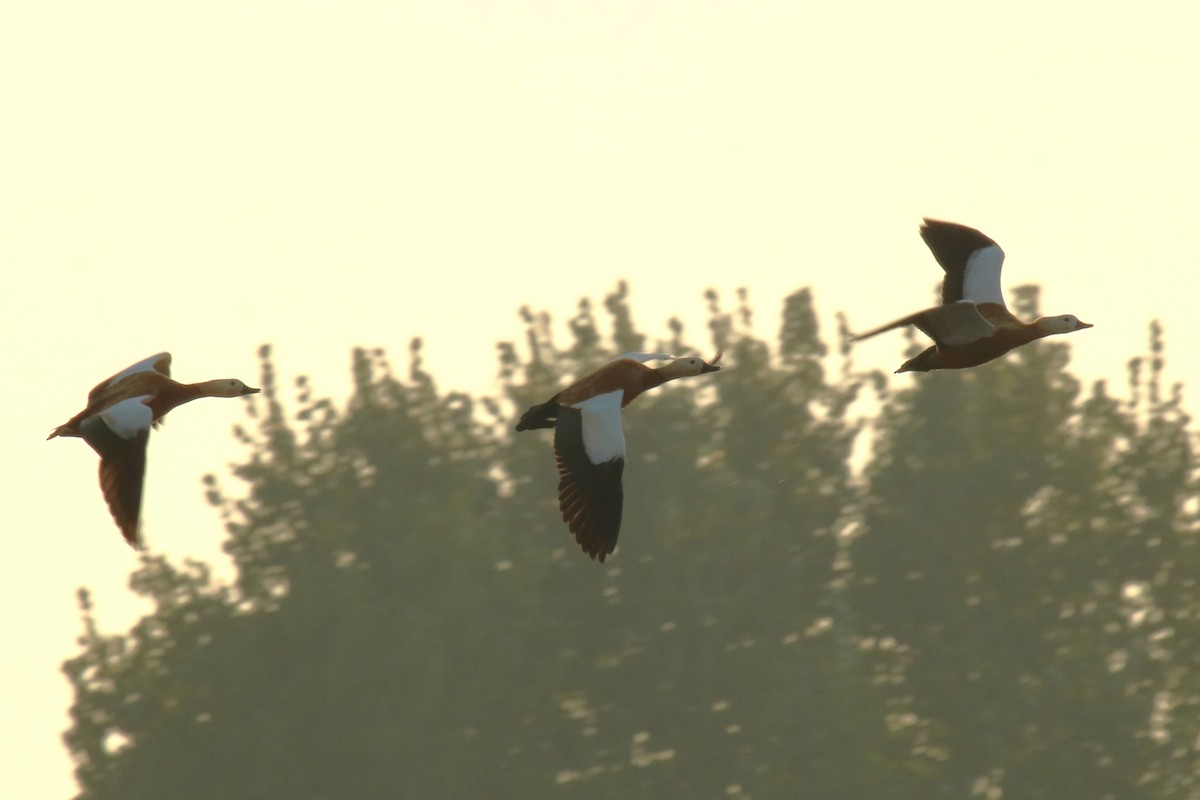 Ruddy Shelduck - ML623883656