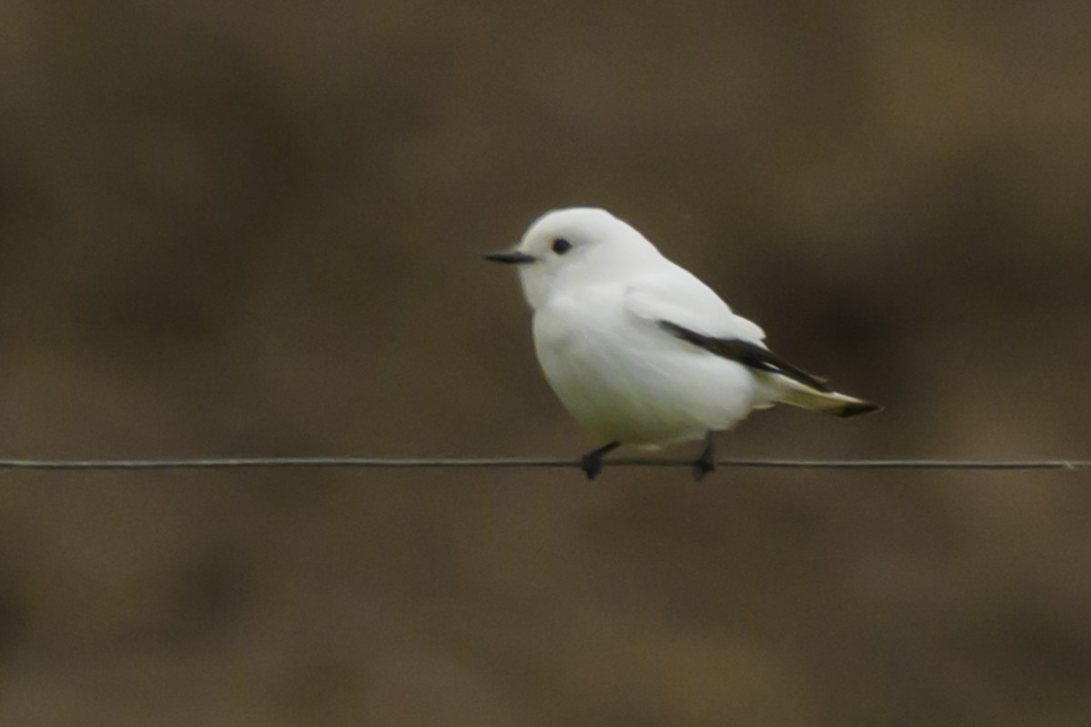 Blue-billed Black-Tyrant - ML623883668