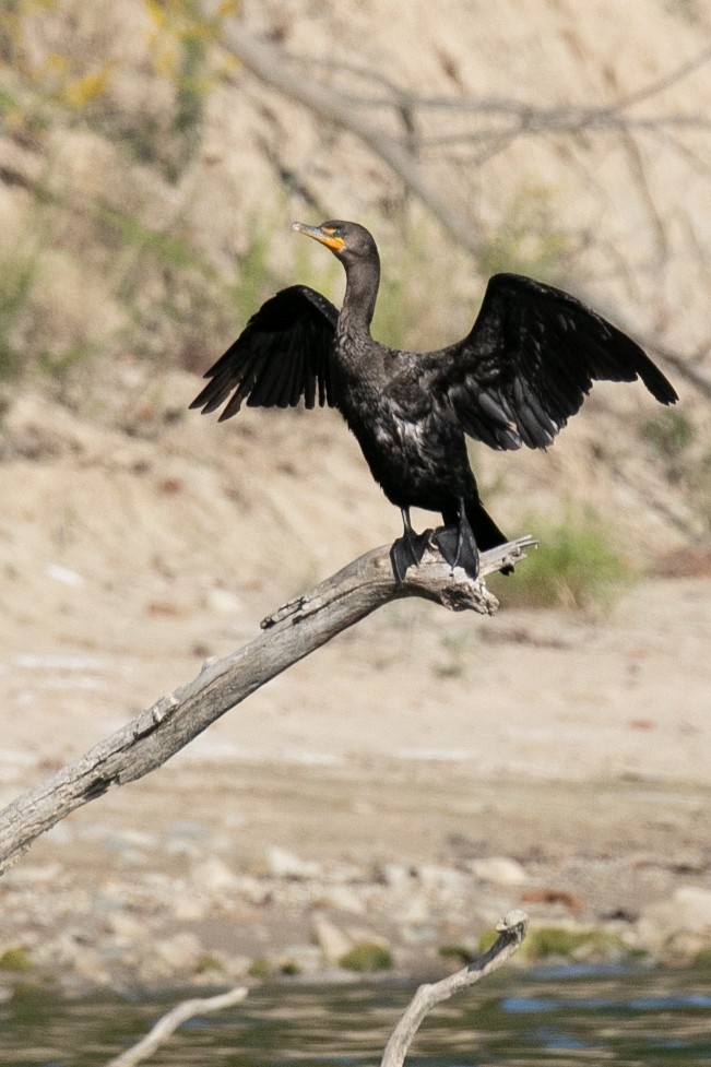 Double-crested Cormorant - ML623883671