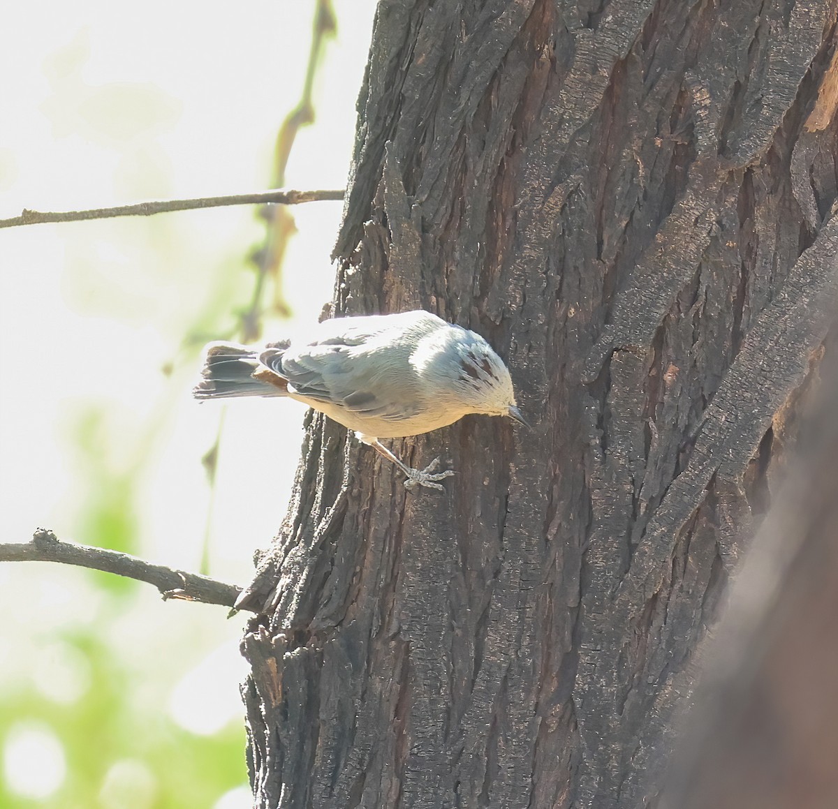 Lucy's Warbler - ML623883679