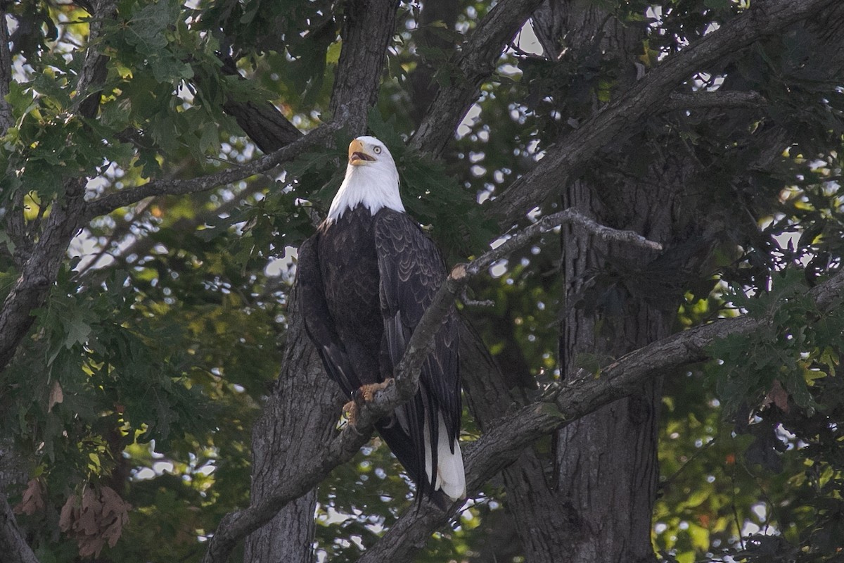 Bald Eagle - ML623883682