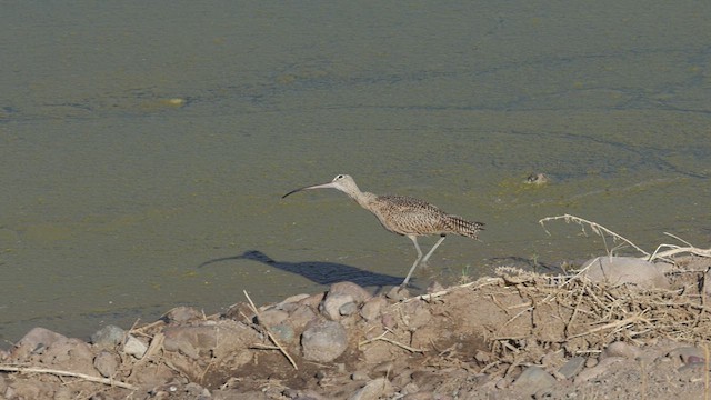 Long-billed Curlew - ML623883686