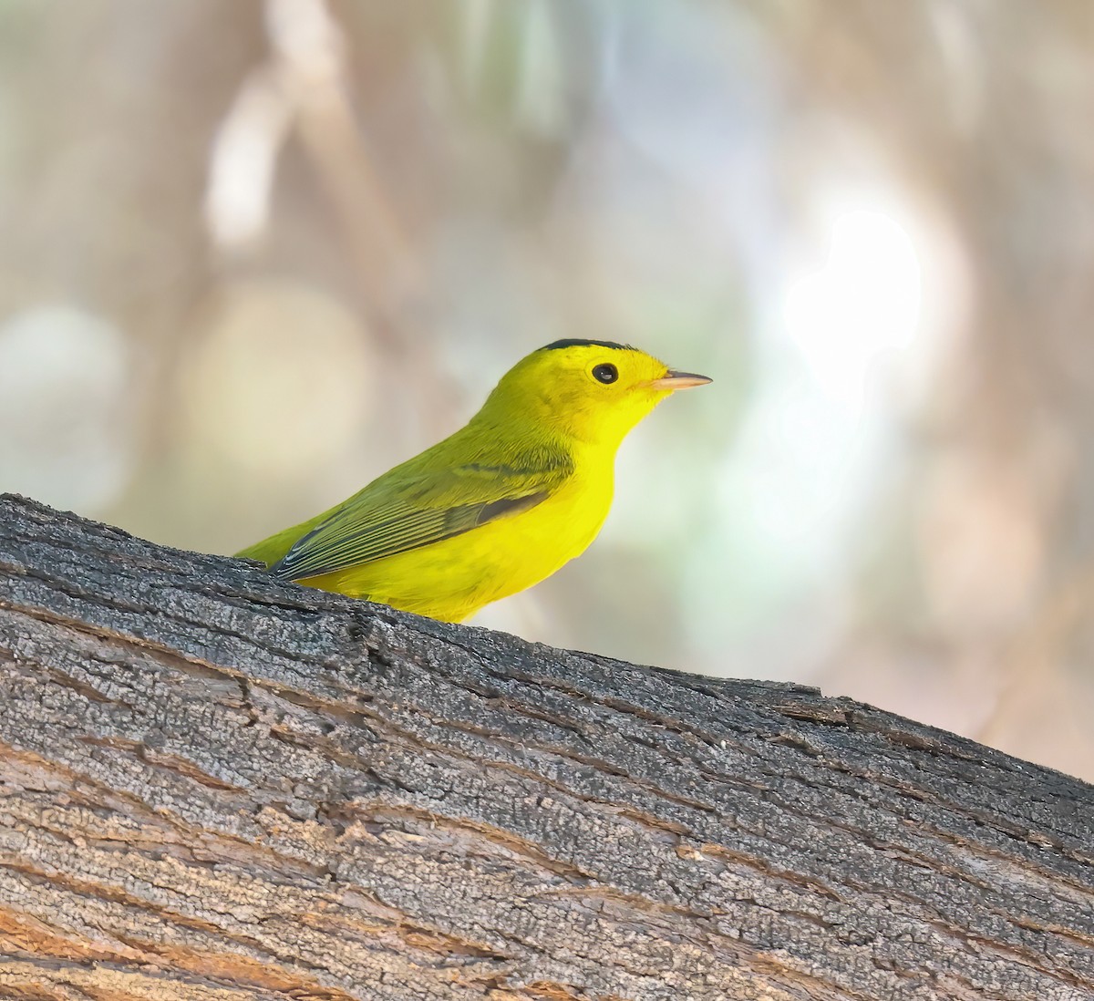 Wilson's Warbler - ML623883687