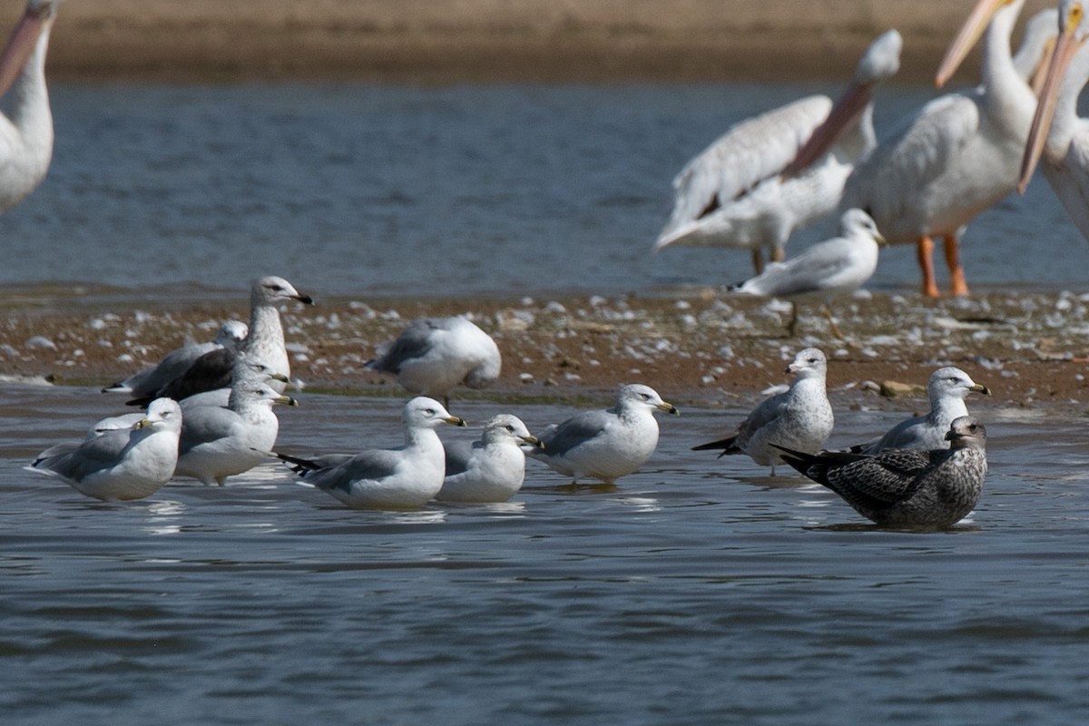 Ring-billed Gull - ML623883689