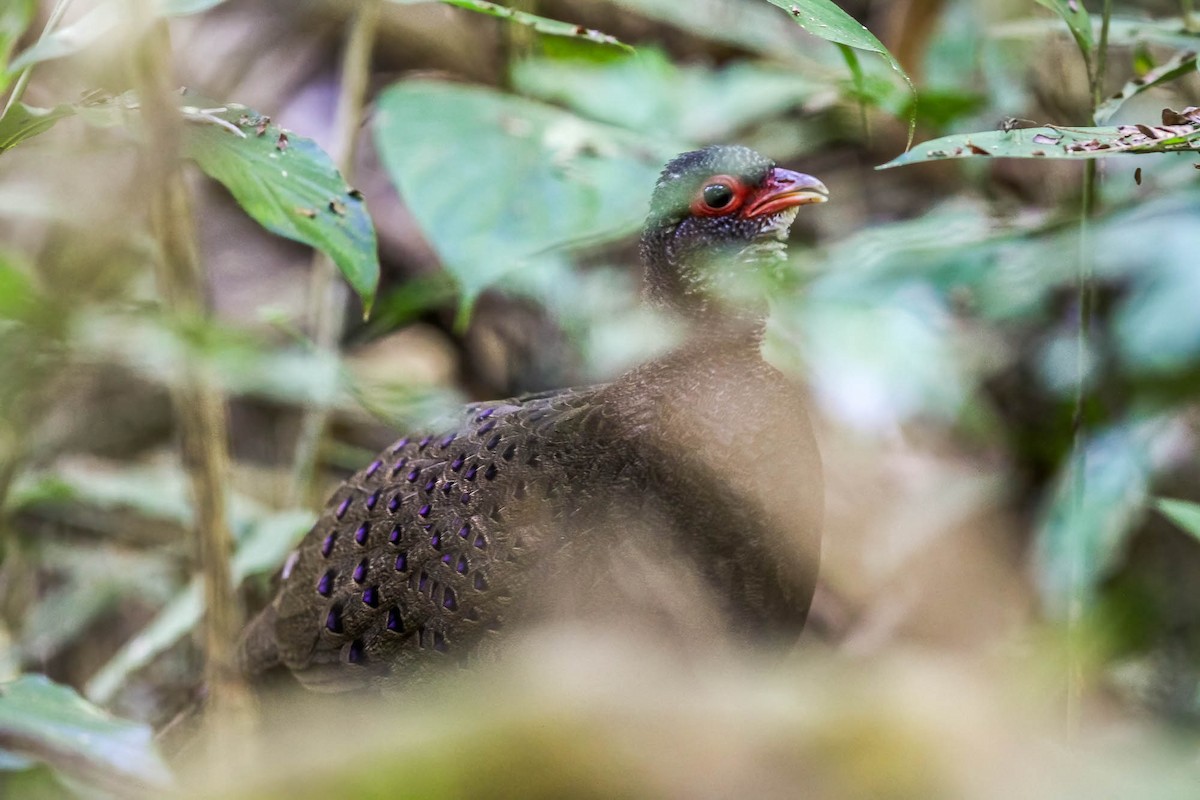 Germain's Peacock-Pheasant - ML623883694