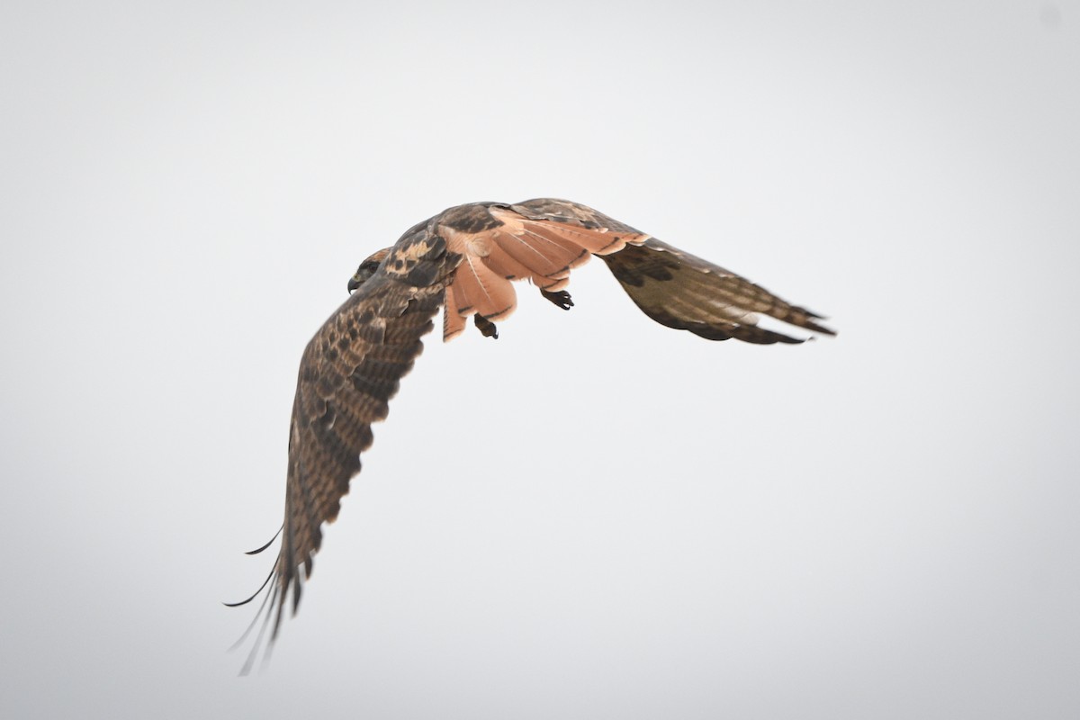 Red-tailed Hawk (calurus/alascensis) - ML623883708