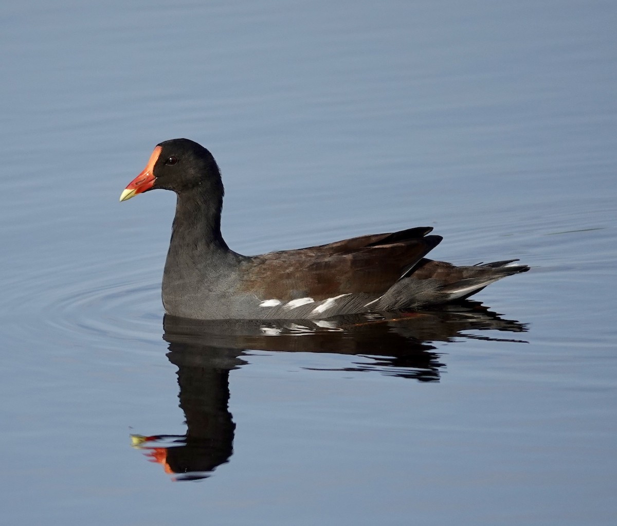 Common Gallinule - Michael Calamari