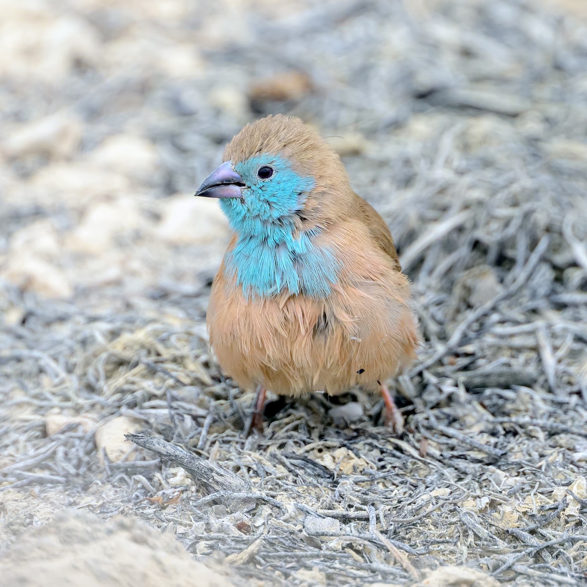Southern Cordonbleu - Shailesh Pinto