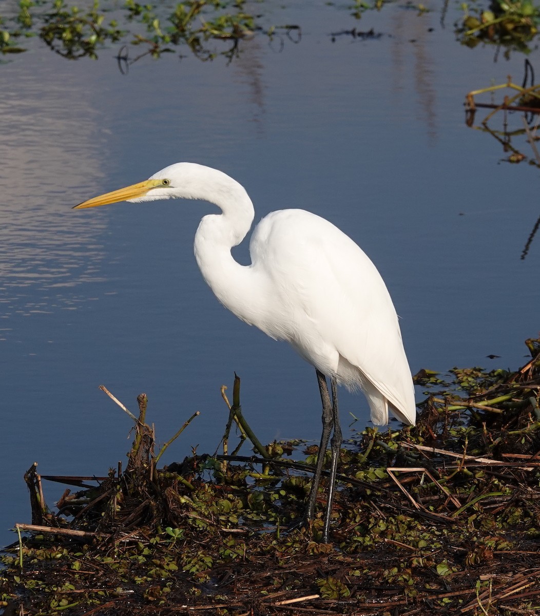 Grande Aigrette - ML623883724