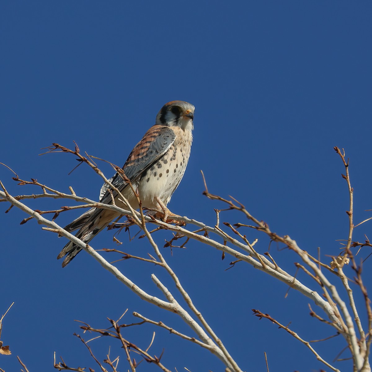 American Kestrel - ML623883727