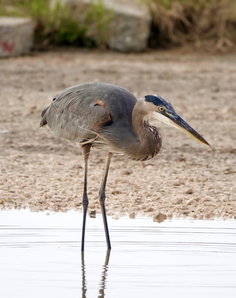 Garza Azulada - ML623883729