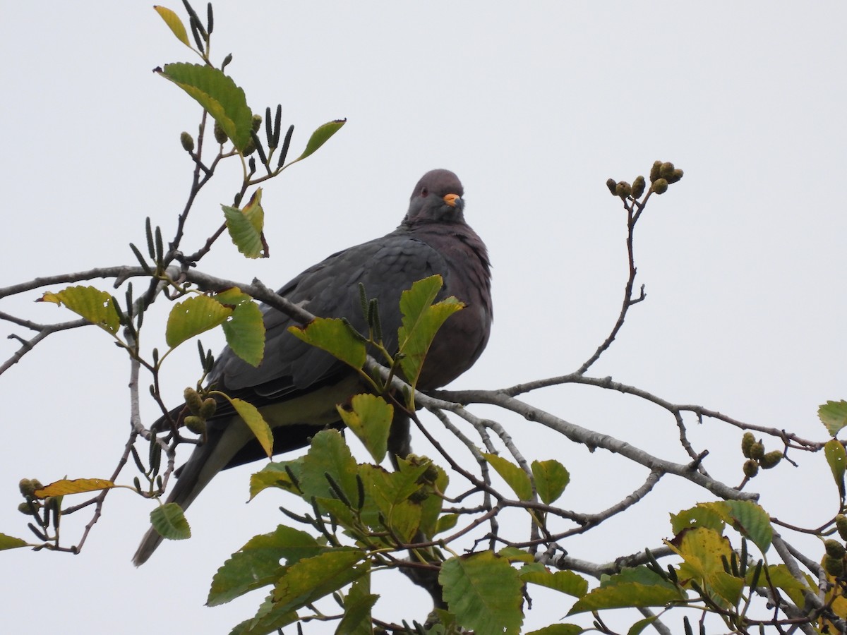 Band-tailed Pigeon - Evan Miller