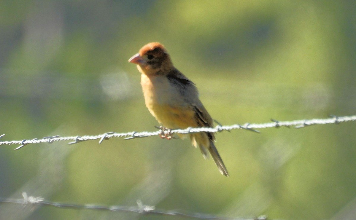 Blue Grosbeak - ML623883744