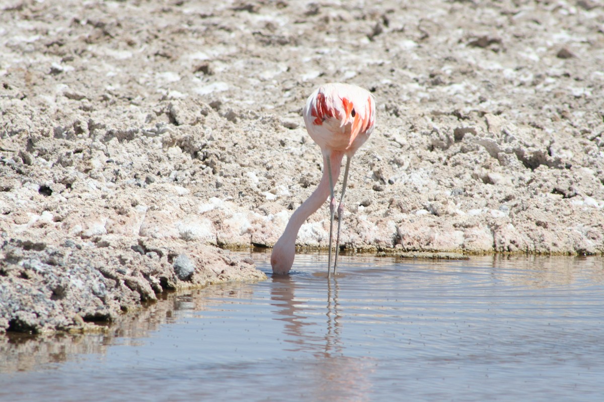 Chilean Flamingo - Aidan Cullen