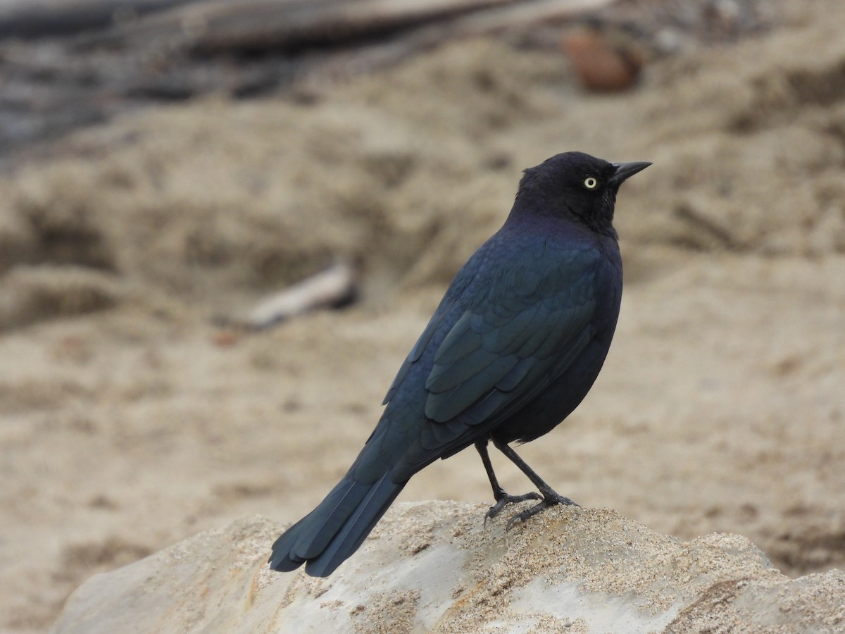 Brewer's Blackbird - ML623883778