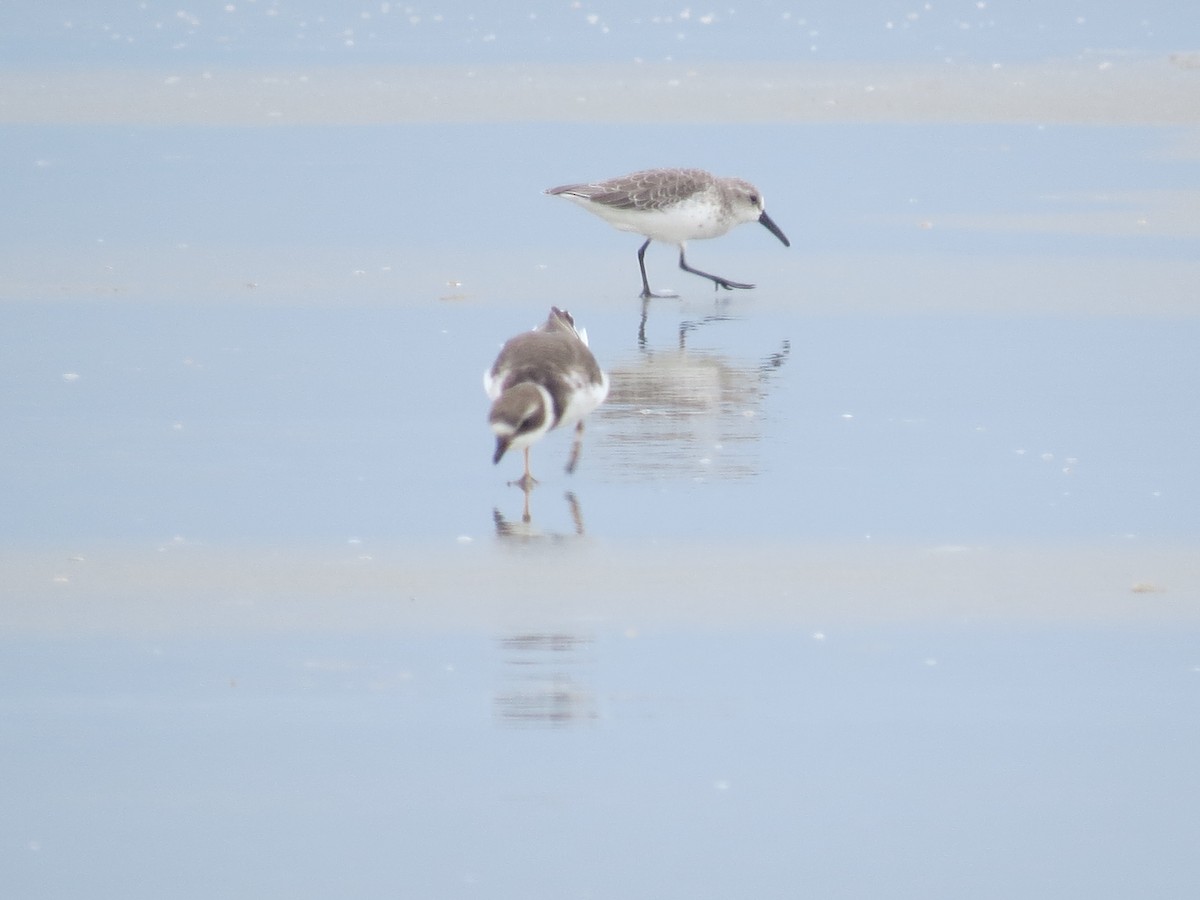 Western Sandpiper - ML623883780