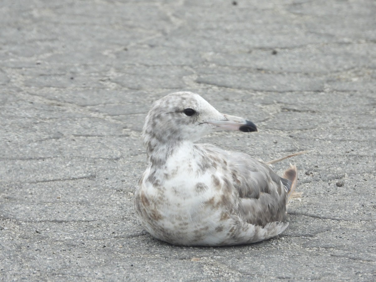 California Gull - ML623883800