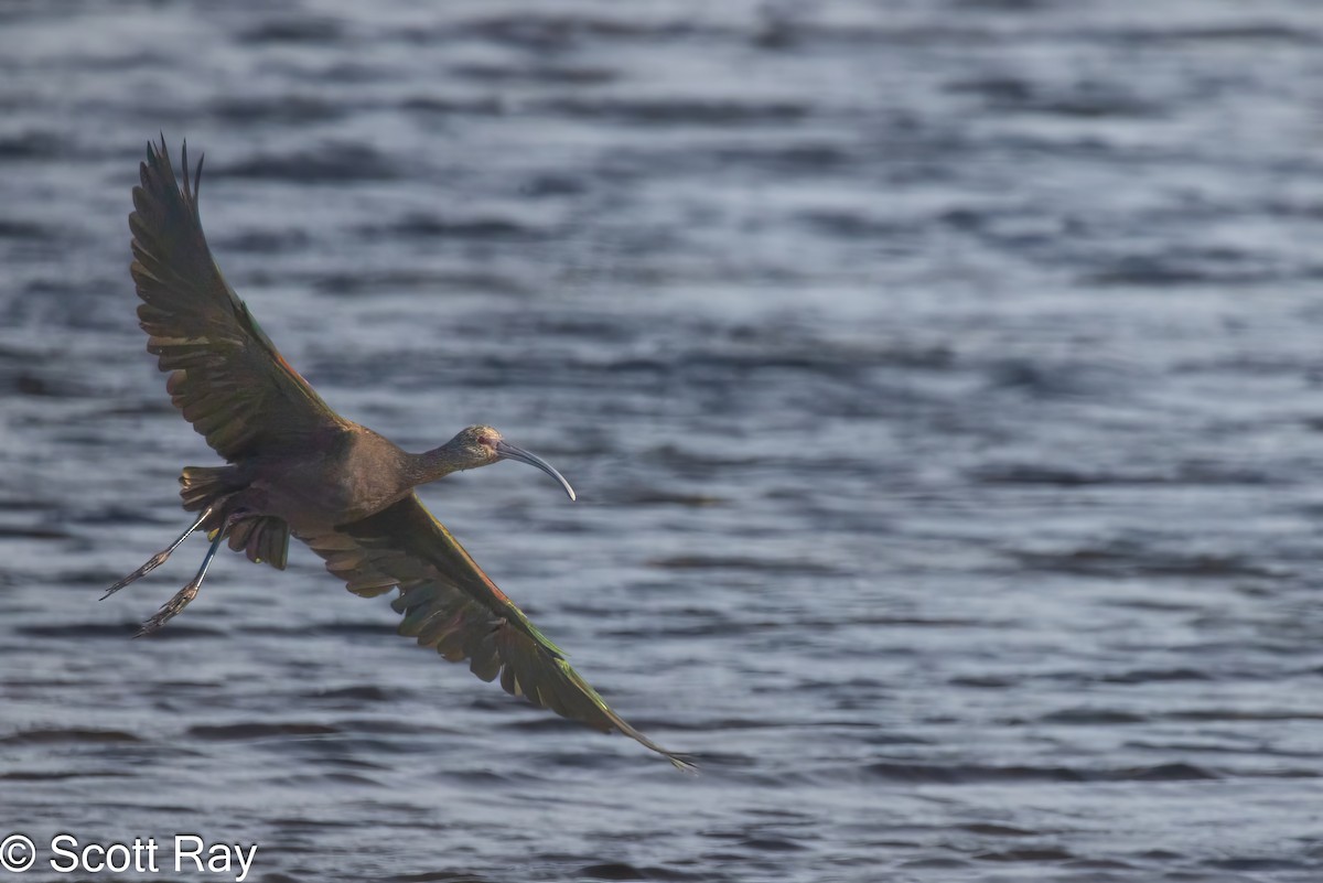 White-faced Ibis - ML623883810