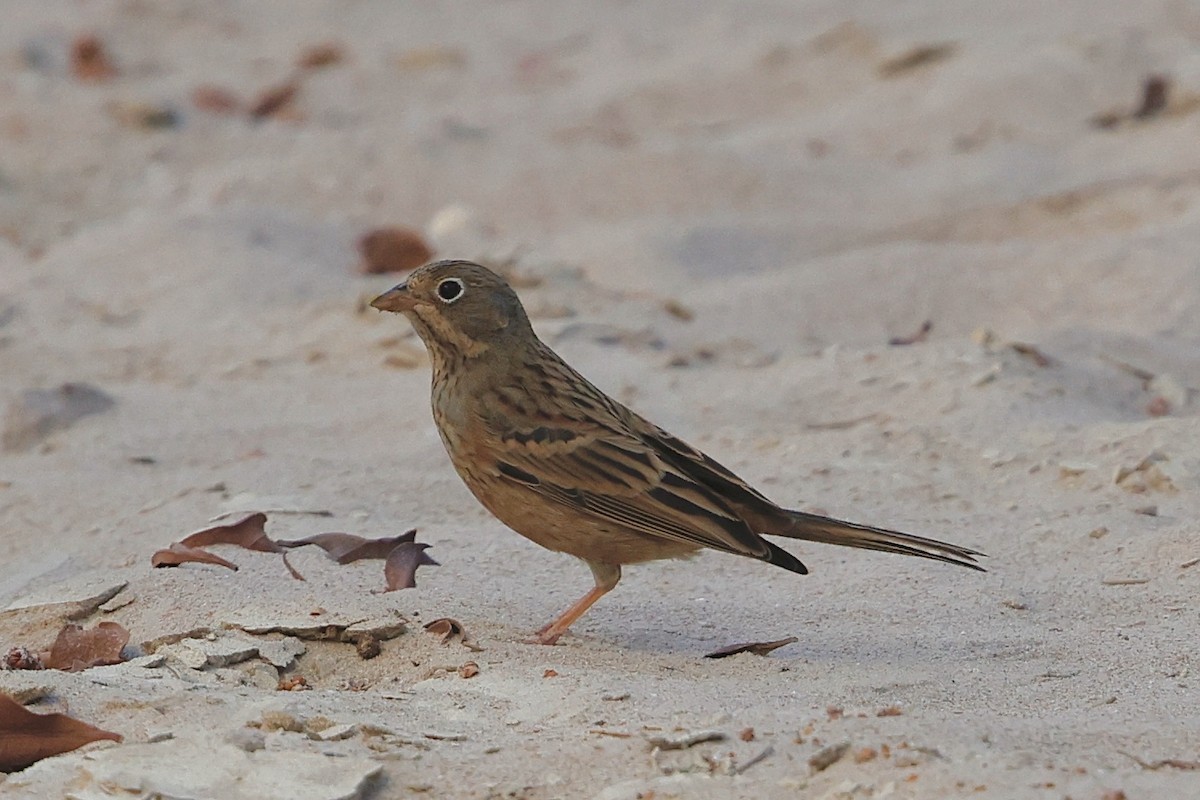 Cretzschmar's Bunting - ML623883811