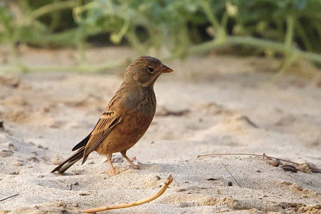 Cretzschmar's Bunting - ML623883812