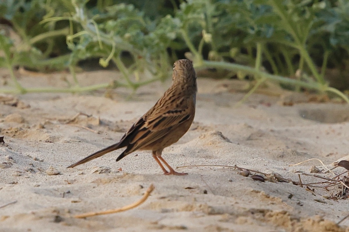 Cretzschmar's Bunting - ML623883813