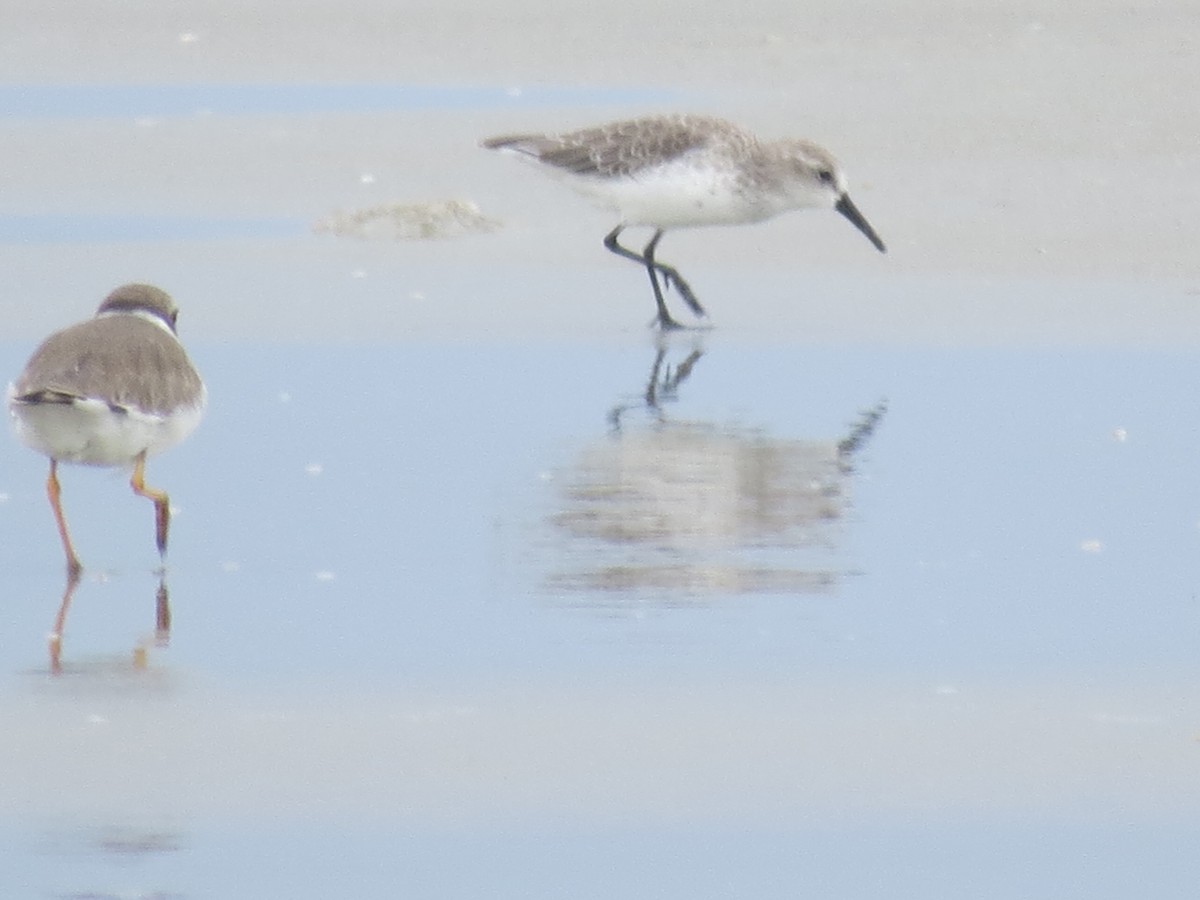 Western Sandpiper - ML623883821