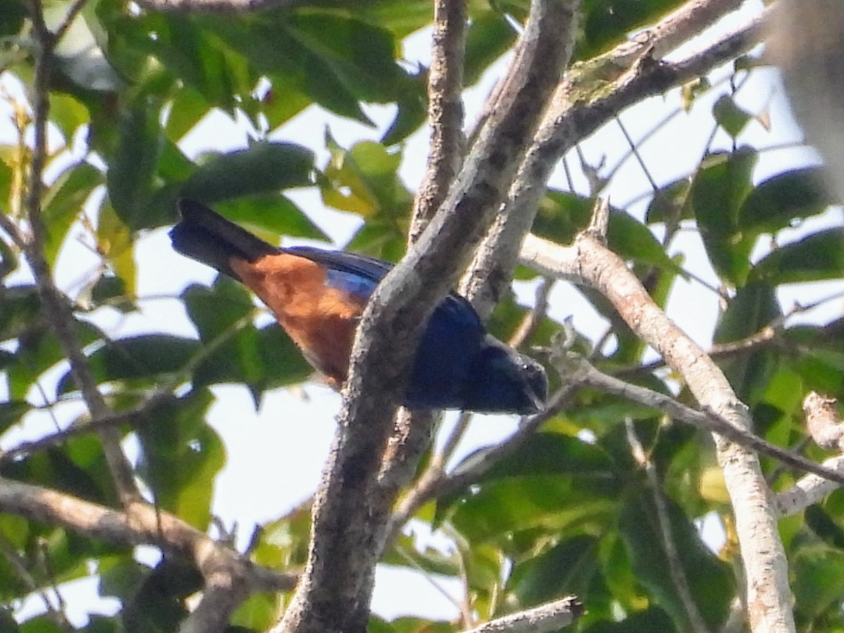 Opal-rumped Tanager - ML623883822