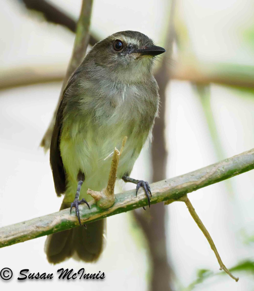 Fuscous Flycatcher - Susan Mac