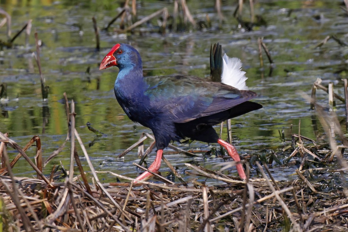 African Swamphen - Marcin Sidelnik