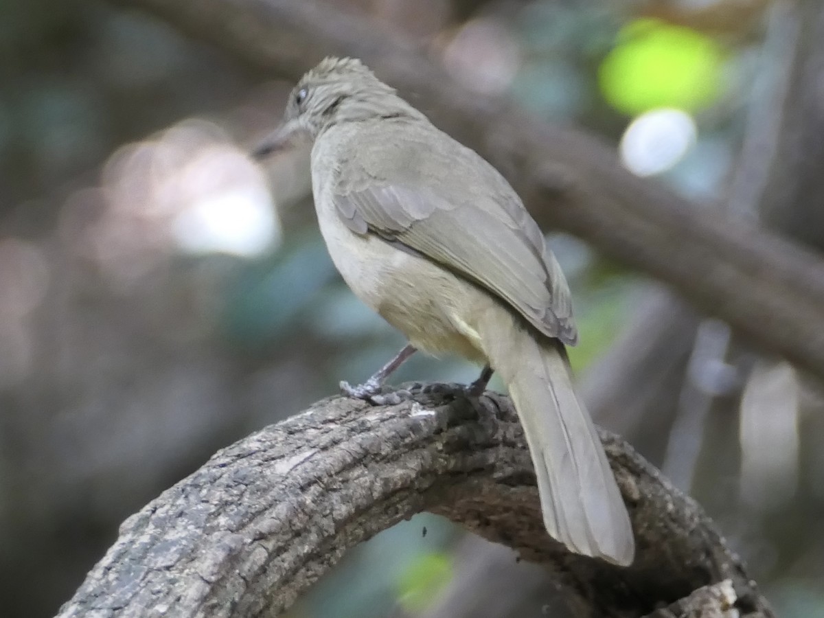 Streak-eared Bulbul - ML623883838