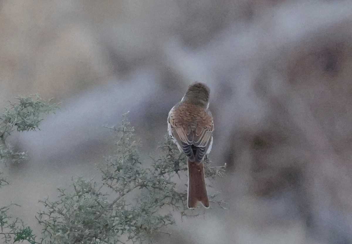 Red-backed Shrike - ML623883843