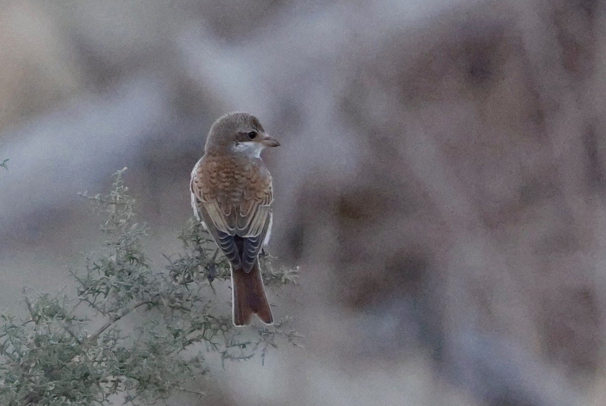 Red-backed Shrike - ML623883844