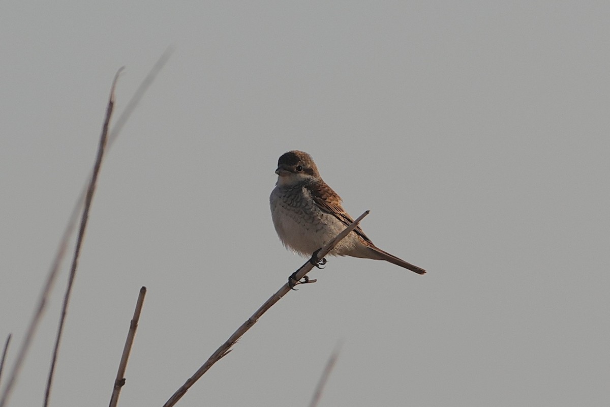 Red-backed Shrike - ML623883845