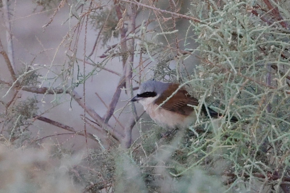 Red-backed Shrike - ML623883846